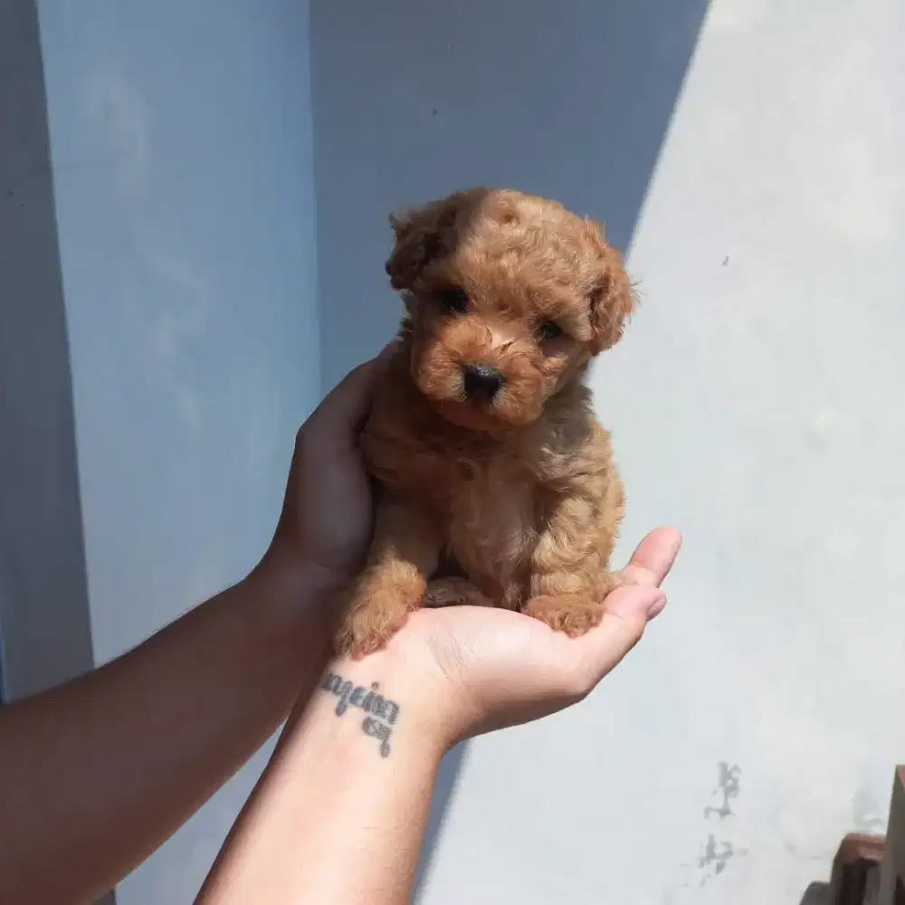 PUPPY ANJING TINY POODLE NEGO