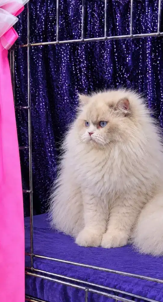 RAGDOLL LOCAL RASA IMPORT GOOD QUALITY