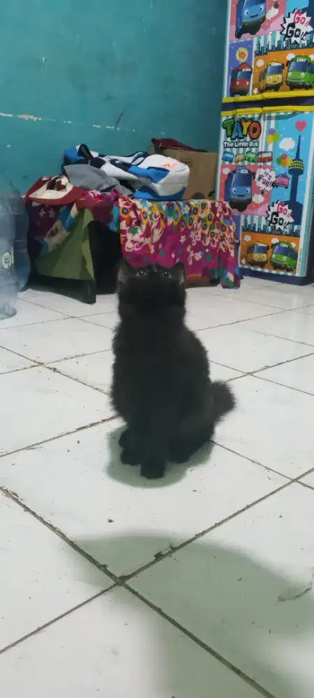 persia medium betina genbul 3 bulan