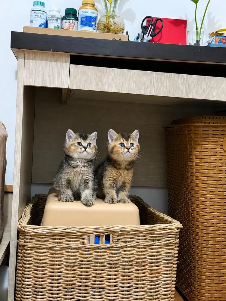 Kucing BSH Golden Black Shaded