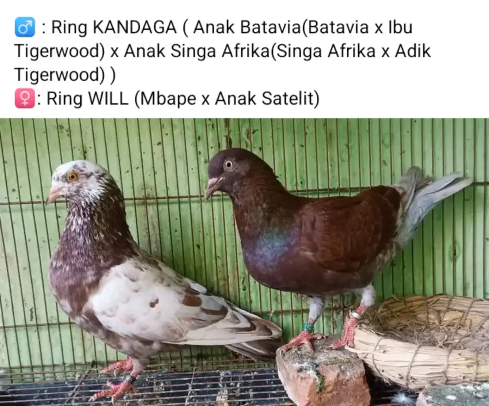 Merpati Balap Ring KANDAGA - PPMBSI2018 (Cucu Batavia)