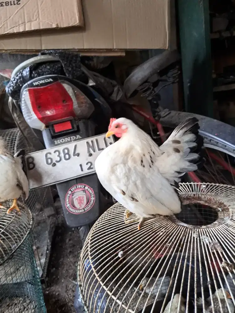 Ayam Serama Asli