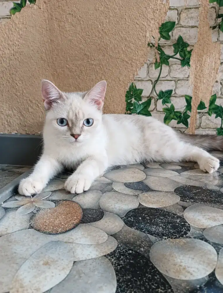 Kitten Persia Himalaya betina