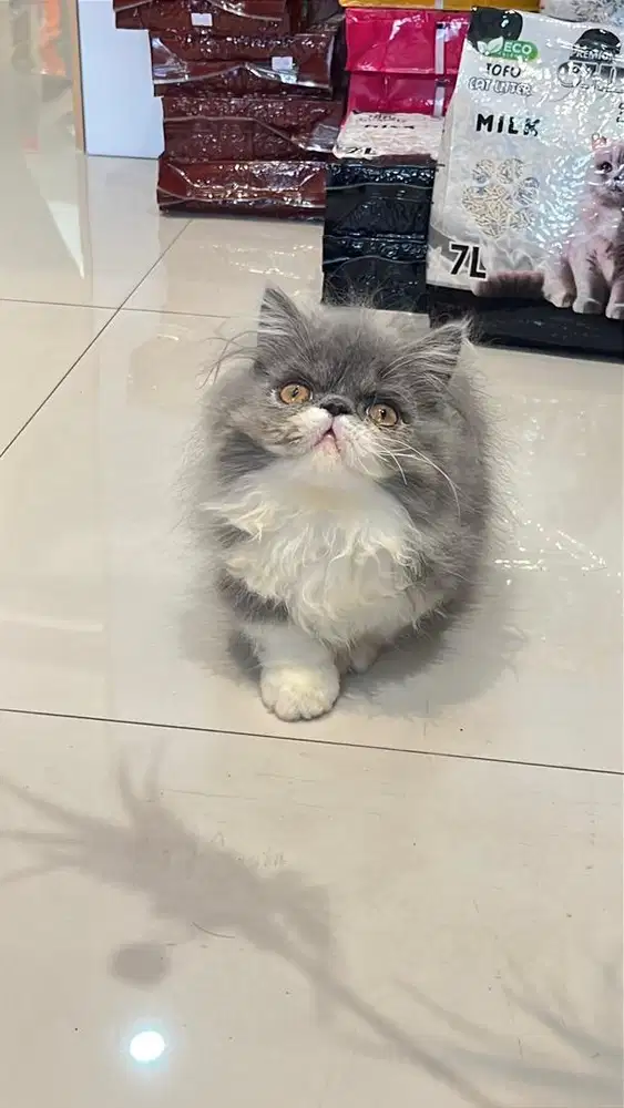 Munckhin peaknose jantan