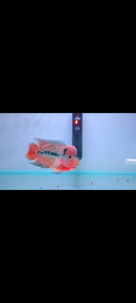 Ikan Louhan Cencu