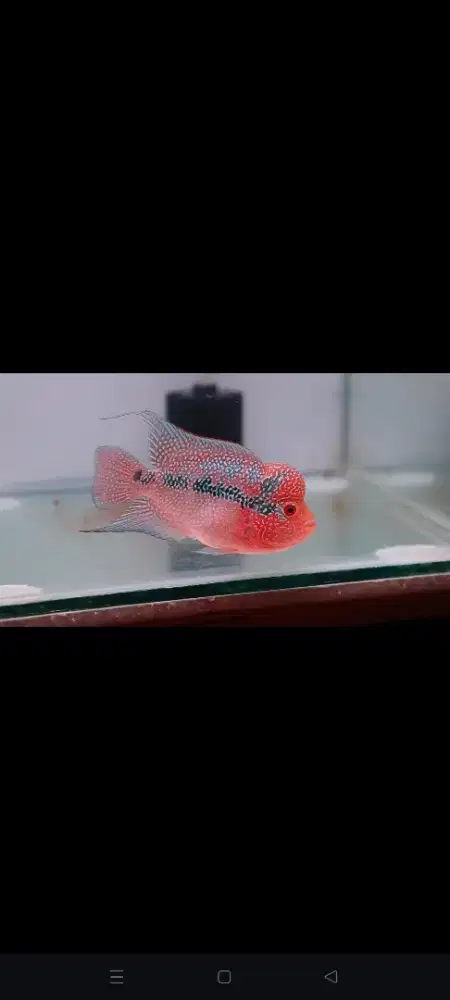 Ikan Louhan murah