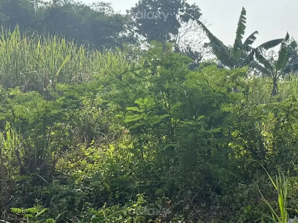 Tanah Kavling Murah SHM dekat Pasar Pakis Malang  GMK04222