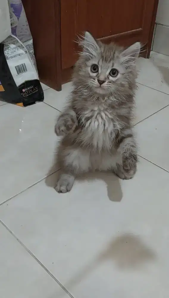 Kitten himalaya mix mainecoon jantan cinnamon marble