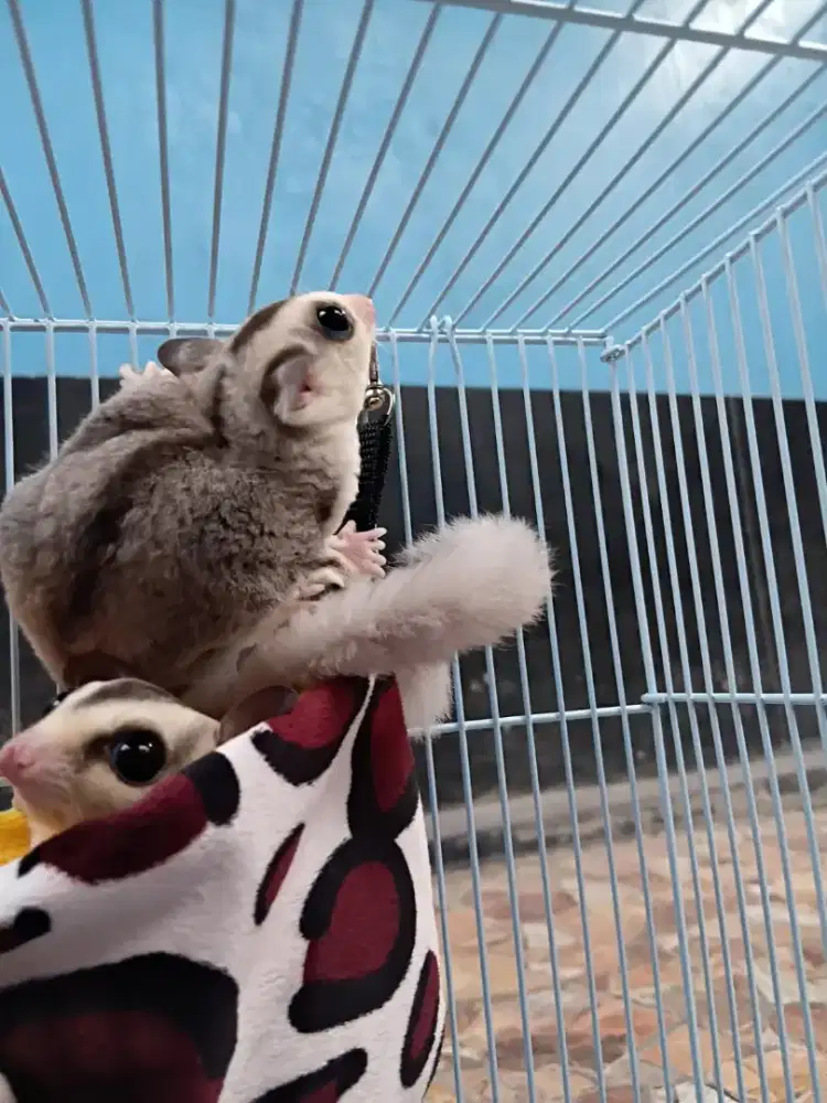 Sepasang Sugar Glider Mozaik White Face