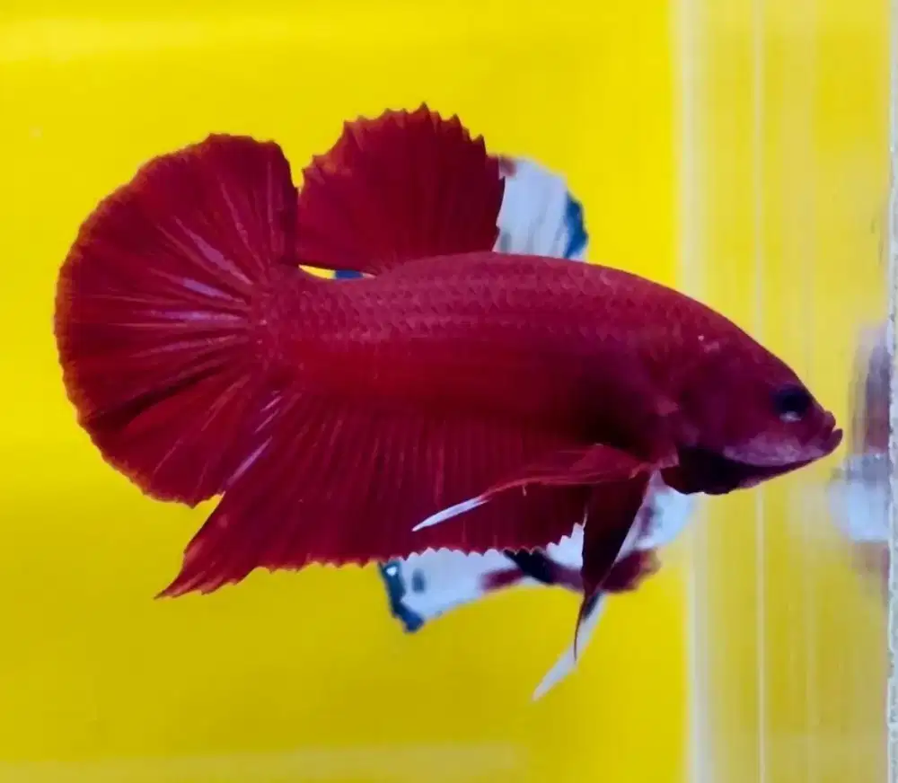 ikan cupang super red