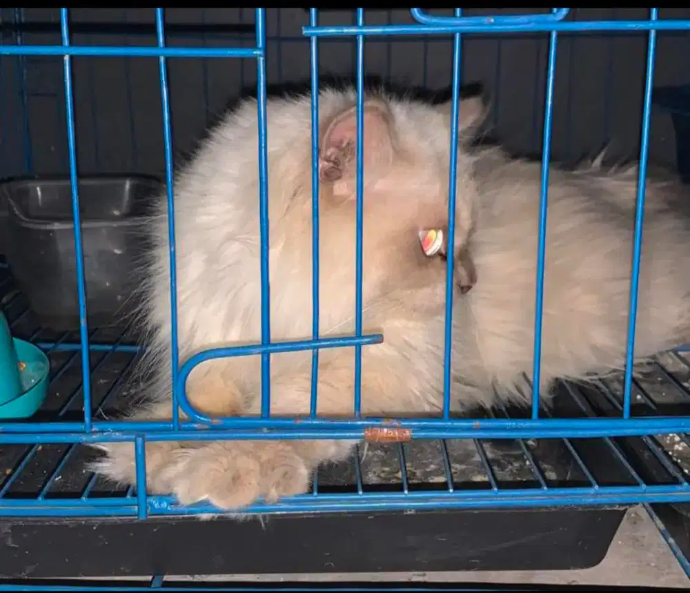 Ragdoll Open adopt
