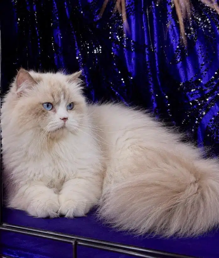 Ragdoll female 10 bulan