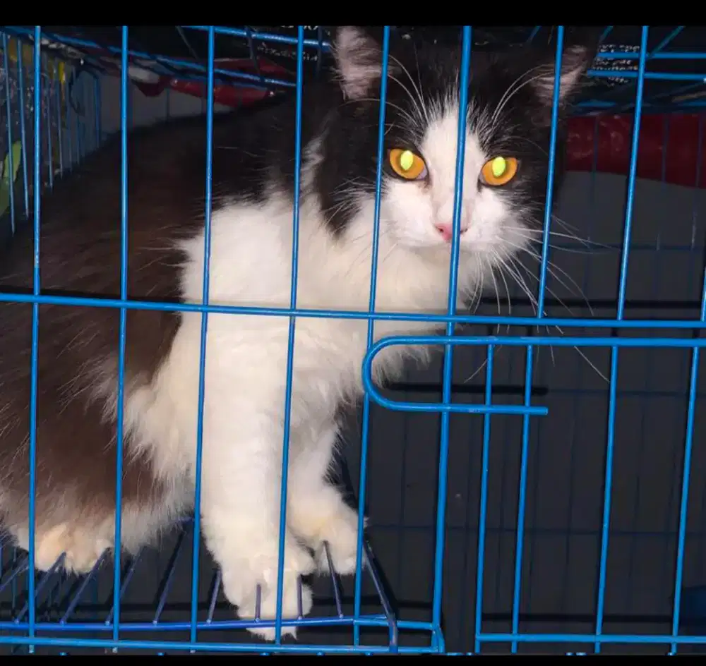 Anggora x ragdoll open adopt