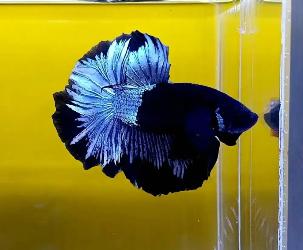 ikan cupang halfmoon black light