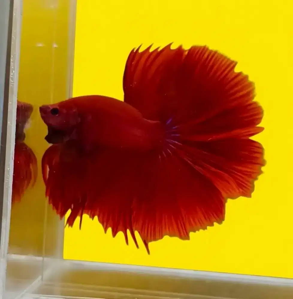 ikan cupang hm super red size L .. Cocok untuk hiasan atau aquascape