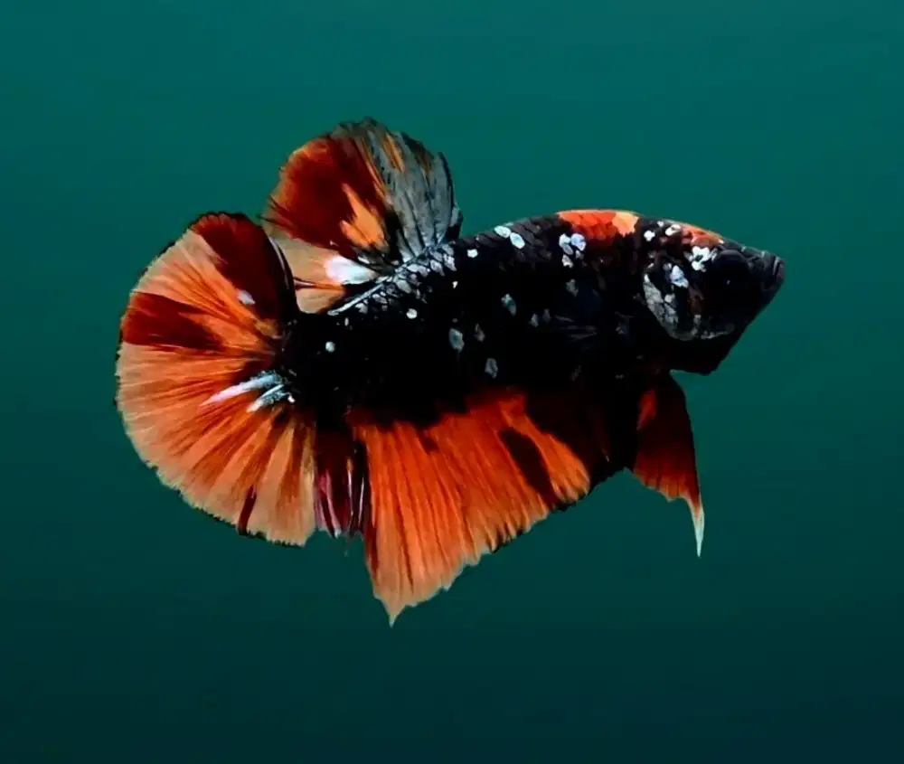 ikan cupang giant avatar coper