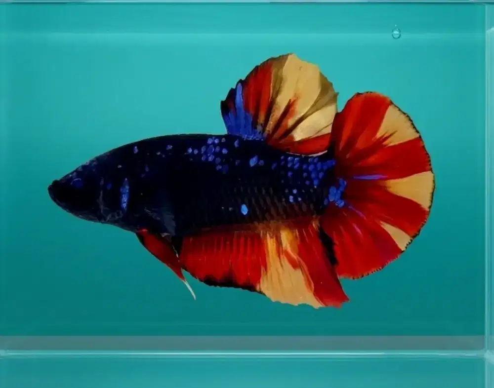 ikan cupang giant avatar