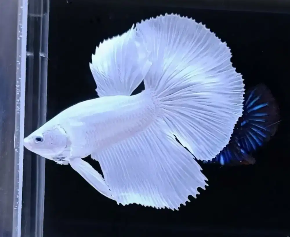 ikan cupang hm white