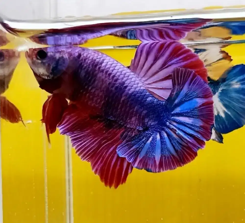ikan cupang giant pink fancy