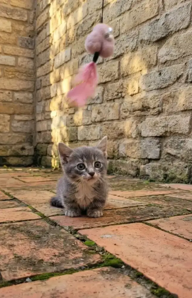 Munchkin 3bulan