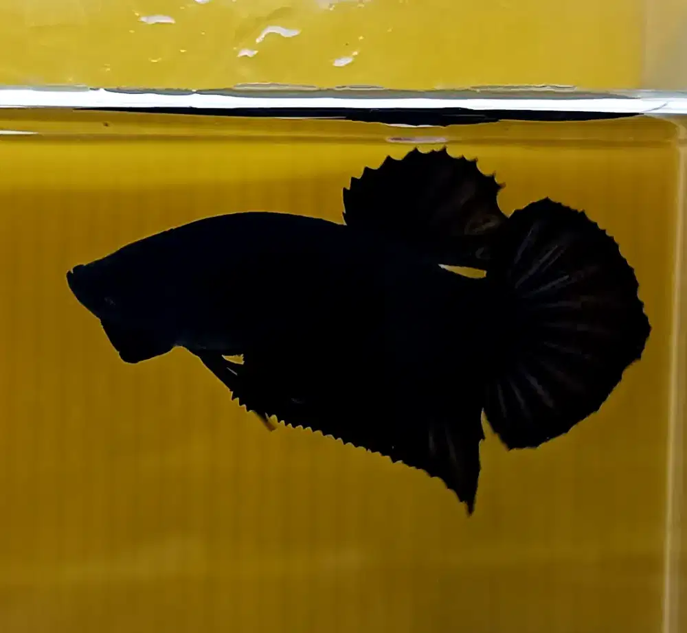 ikan cupang giant super black