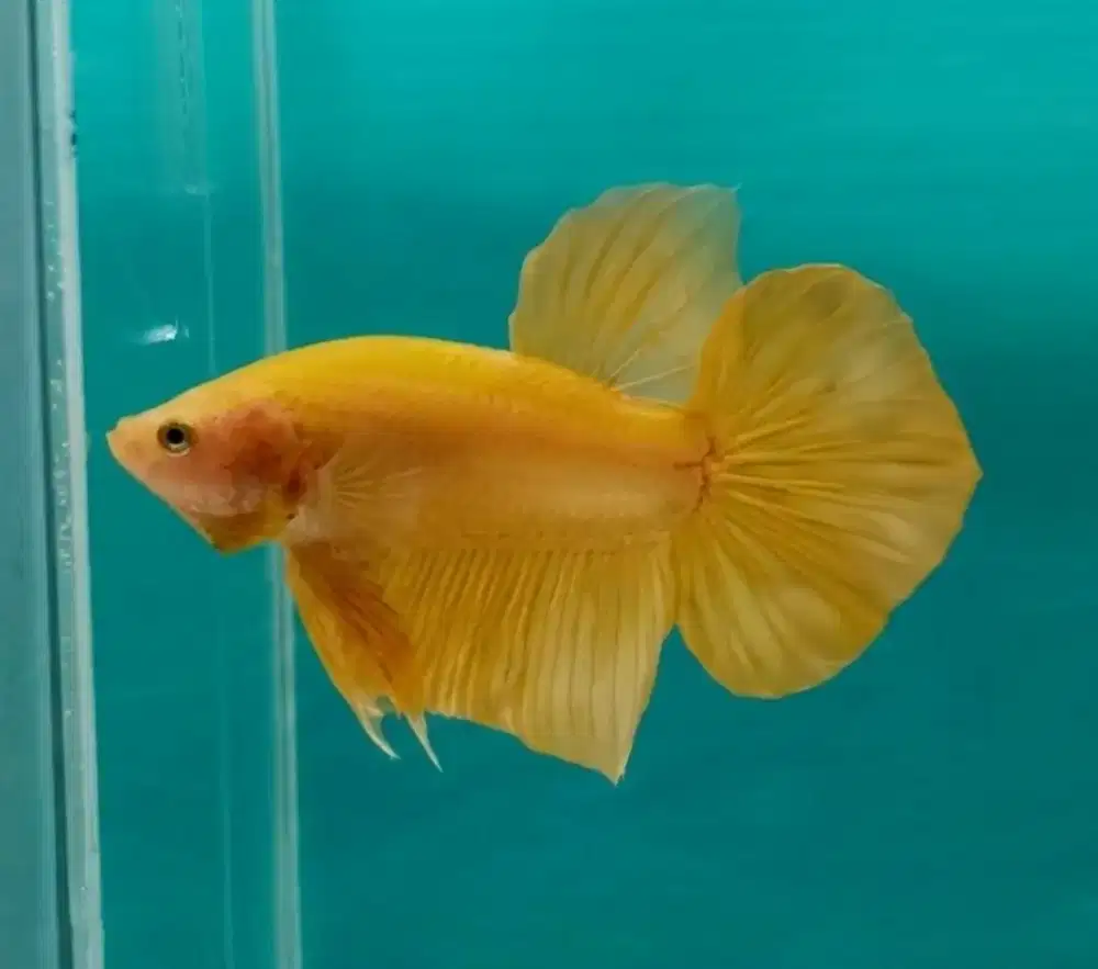 ikan cupang giant yellow