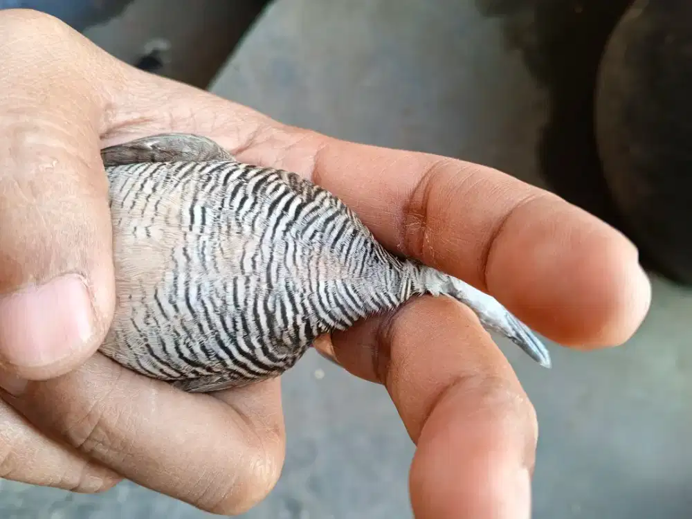 Perkutut Daringan Kebak