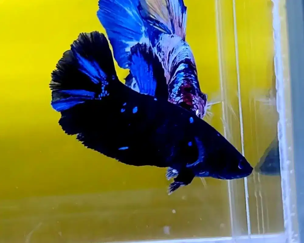 ikan cupang betina avatar
