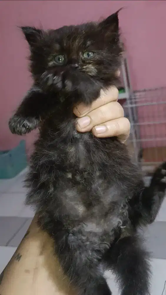 Regdoll Hitam, umur 4 Minggu 5 hari