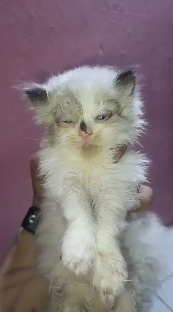 Himalaya ragdoll