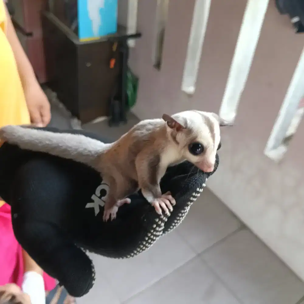 Joey sugar glider platinum