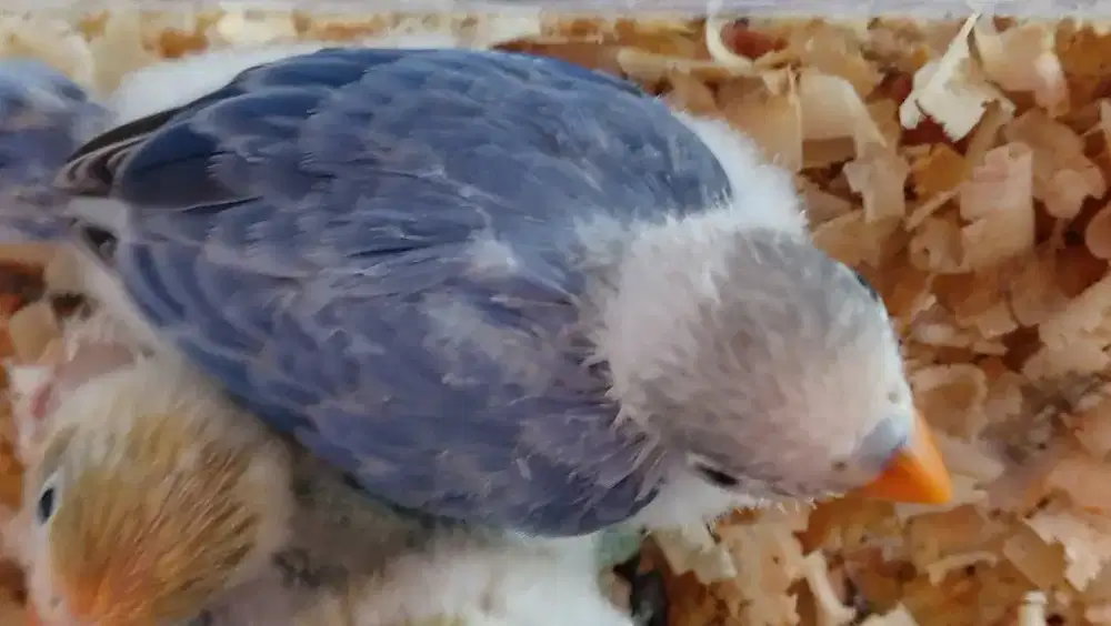 Burung lovebird Biola Violet