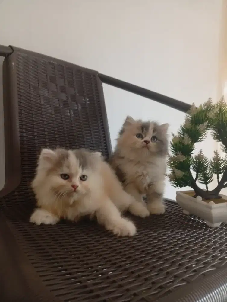 Kitten Persia Good Quality