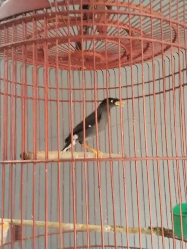Jalak Kebo mata putih