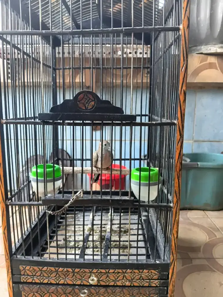 Perkutut bangkok ring santi