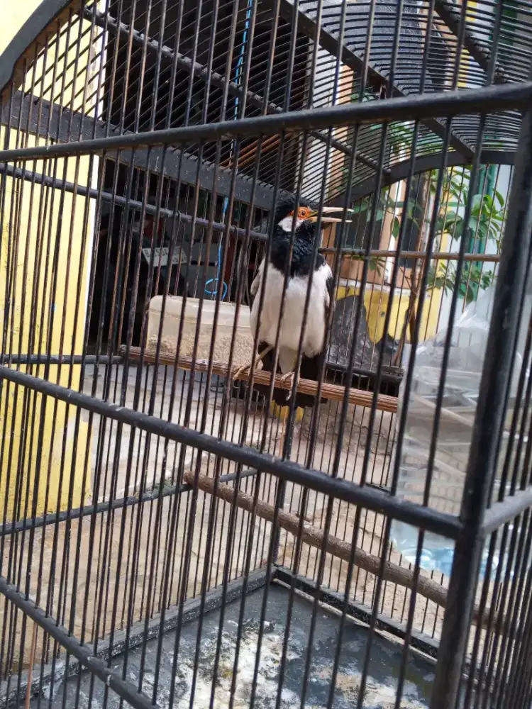 Jalak suren gacor dor.cerewet