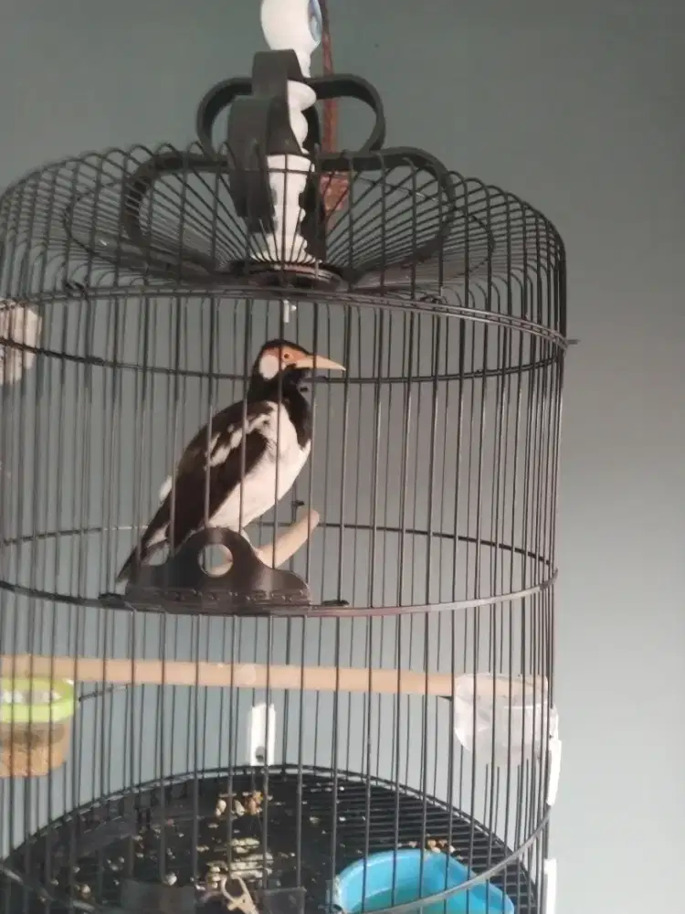 Burung Jalak Suren