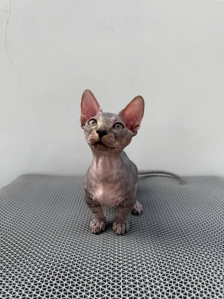 Kucing Bambino Jantan / Sphynx Cebol