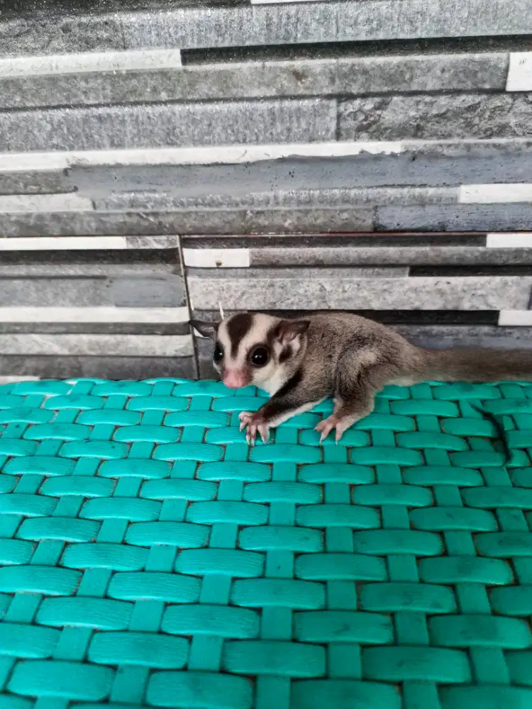 Sugar Glider Clasic Grey Het Caramel
