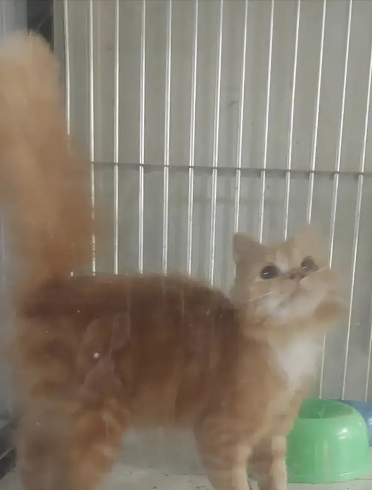 Kucing persia jantan betina