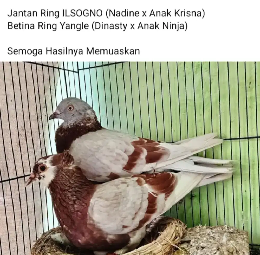 Sepasang Indukan Merpati Balap