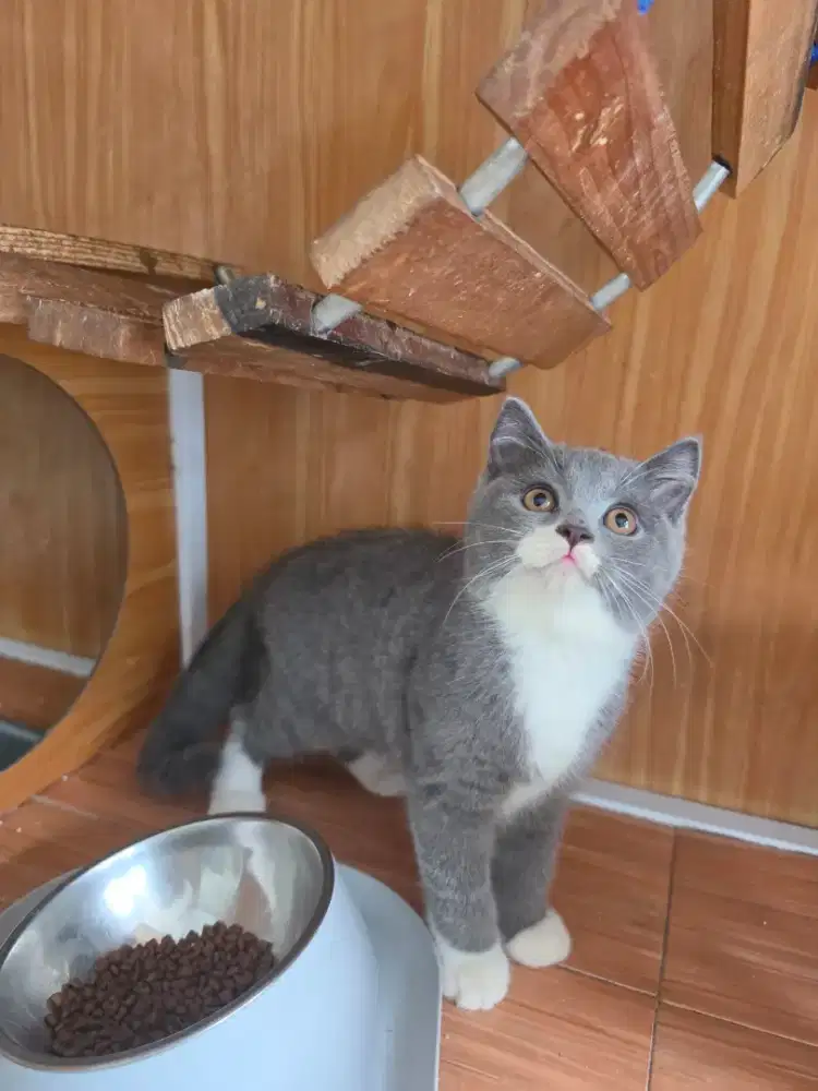 BSH bicolor blue