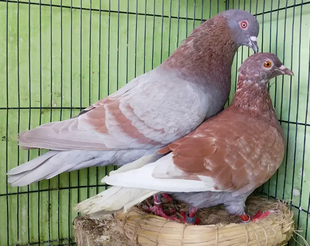Sepasang Indukan Merpati Balap