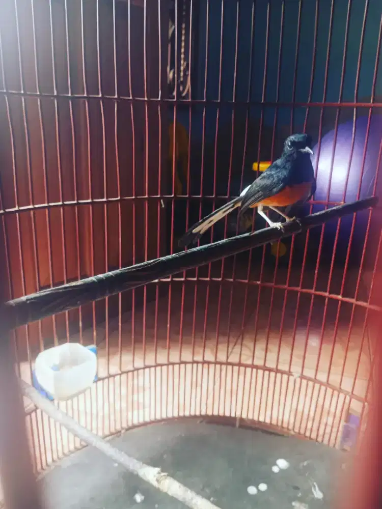 Burung Murai Batu