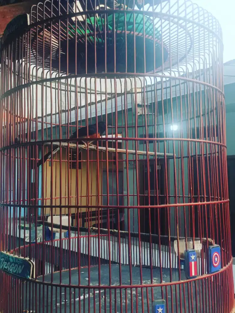 Burung Murai Batu