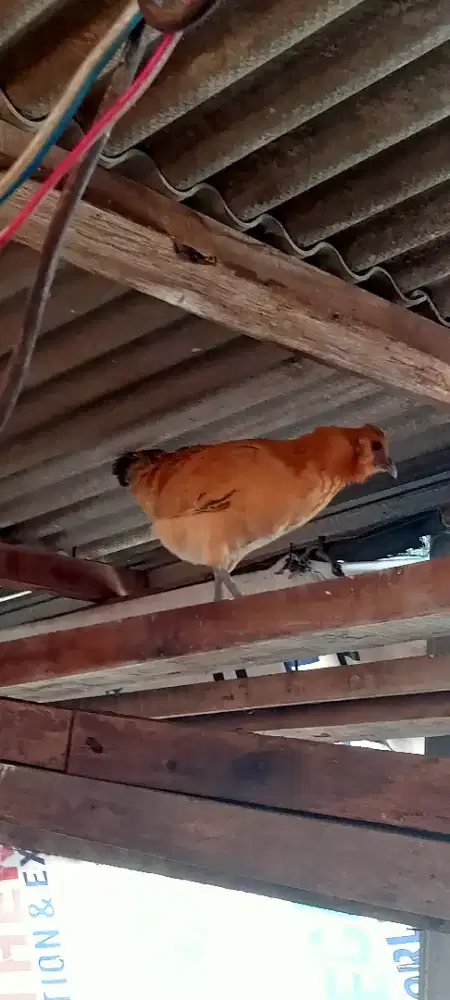 Indukan Polan mix bawa anak 3 ekor