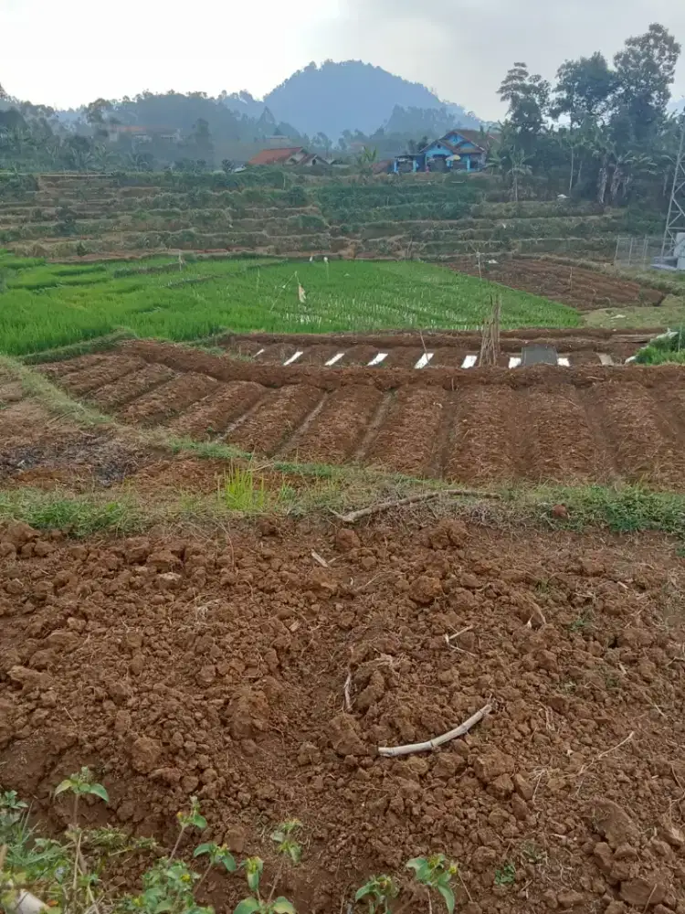 Dijual sawah+tanah kebun dengan luas tanah 119-tumbak/1700m².