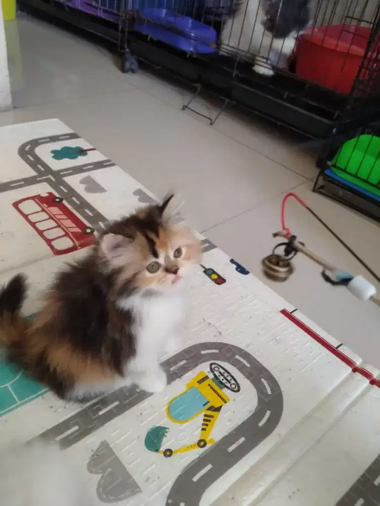 Kitten Persia betina