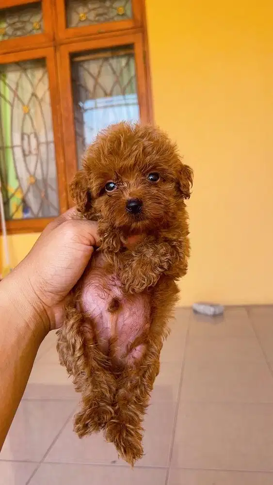 Toy Poodle lucu banget