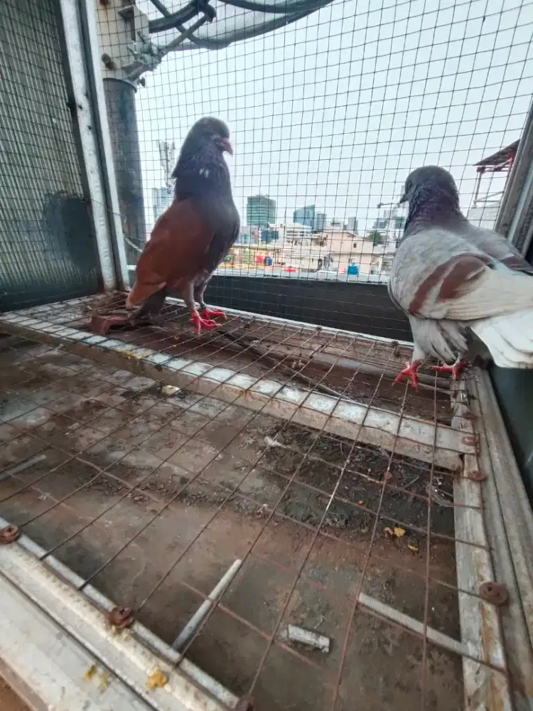Burung dara merpati sepasang blh d kasi bos lakian ya dobel ring